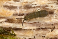 Un Collembole de 2 mm (Collembola - Isotomidae - Isotoma viridis)